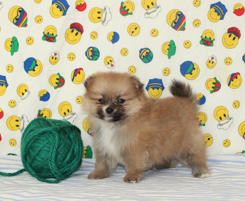 puppy, for, sale, Pomeranian, Matthew B. Stoltzfus, dog, breeder, Gap, PA, dog-breeder, puppy-for-sale, forsale, nearby, find, puppyfind, locator, puppylocator, aca